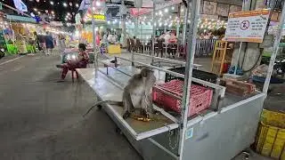 富國島庭駒夜市 Dinh Cau Night Market