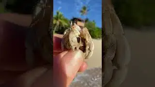 Hermit the Hermit Crab!