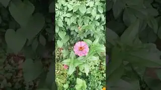 Garden joy!