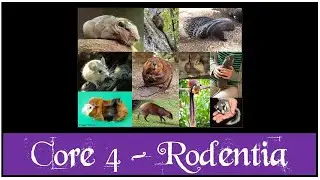 Core 4 Biology - Rodentia