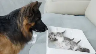 German Shepherd Meets Newborn Kitten For The First Time | The Beginning of a Friendship