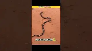 Scarlet kingsnake vs coral snake🐍। #shorts #facts