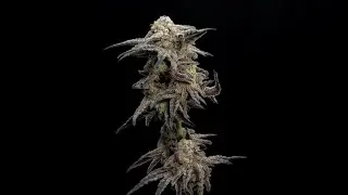 Medical Cannabis Varieties