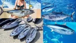 DEEP SEA CATCH FISH HOW DID YOU CATCH//TATA& BOB ADVENURES