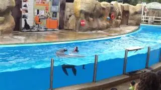 Zoomarine... foche e leone marino