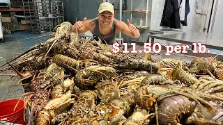 Vựa TÔM HÙM Giá Quá RẺ $11.50 Cho 1 Lb. Giao Hàng Tới Tận Chỗ | Florida Lobster | LuuLinh TV