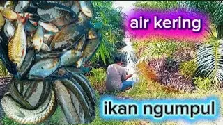 AIR PARIT SUDAH MULAI KERING BANYAK IKAN NGUMPUL