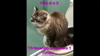 GATO USANDO VASO SANIT&Aacute;RIO