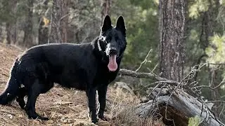 The SFCBEAST 2.5&rdquo; from #goattactical the best Tactical Collar for K9s Review 😱🐺👌