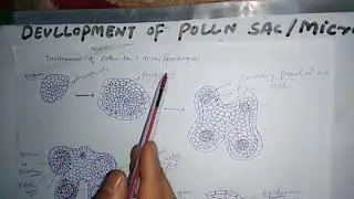 Development of pollen sac..