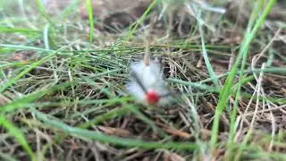 The Coolest Furry Little Caterpillar!