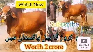 two bulls two crore price in pakistan