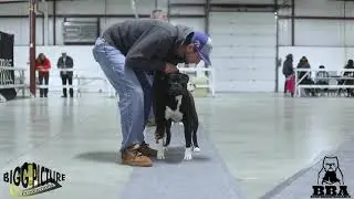 Keep 6ix Bully Fix 4 ( American Bully Breed Dog Show)