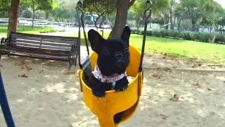 Puppies on Swings