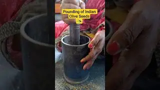 Pounding of Indian Olive seeds 🫒💚 #shortvideo #olive #fruit #food #pounding #nature #olives
