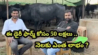 నేను సక్సెస్ ఫుల్ గా గేదెలు కొనిపెట్టిన ఒక డైరీ ఫార్మ్.. murrah buffaloes dairy farm Hyderabad