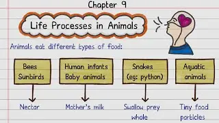 📝FREE Notes | Life Process in Animals | Class 7 Science | NCERT | Self-Study Notes