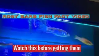 Facts about rosy barbs WATCH THIS BEFORE GETTING THEM