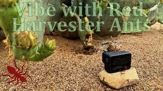 25 Minutes of Relaxing Music with Red Harvester Ants (No Loop)🐜🐜