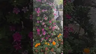 Flower exhibition Empress Garden Pune #flowres #trending #viralvideo #flowerexhibition