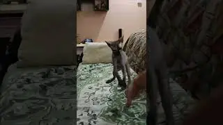 Нападение))) #music #remix #кот #cat #животные #прикол #топ #юмор #funny