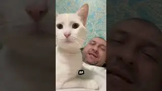 Алло,привет! #белыйкотаякс #shortsfeed #cat #catvideos #shorts #shortsvideo #catlife