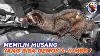 TIPS MEMILIH ANAKAN MUSANG YANG BISA GEMOY & GEMUK ! #SAWAN