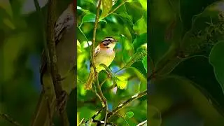 The sound of the sparrow #shorts #youtubeshorts #birds #viral #jkownvilogs