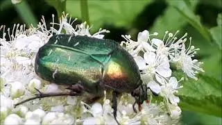 Бронзовка золотистая (Cetonia aurata) ест пыльцу на цветках таволги вязолистной