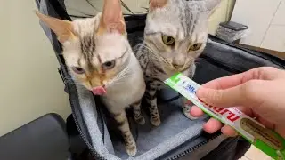Kitties get treats at the VET!