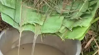 Making local beer (tonto) in Buganda