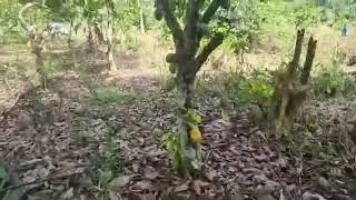 2 Years in Ghana 50 Acre Farm Update, Coco ￼Farm