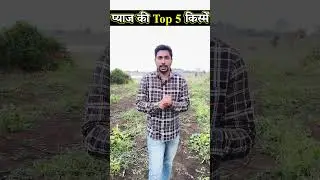 बरसाती प्याज़ की टॉप 5 वैरायटी|प्याज़ की उन्नत किस्में | Pyaj Ki Best Variety | Kharif Pyaj Ki Kisme