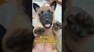 &iexcl;As&iacute; es como crece un Pastor Belga Malinois!