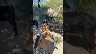 Goat Meets Emu 🐐🦤 Farm Squad