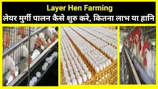 Layer Hen Farming II Murgi Palan II