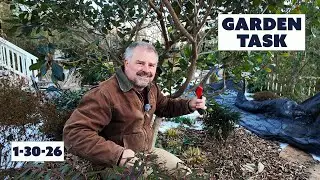 Jim’s Weekly Garden Game Plan - Groundcover Out!. Branches Removed, Birds in the Garden
