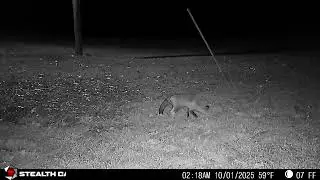🦊 Weekly Fox Sightings  Trail Cam Fox Action &ndash; Week of 10 01 2025 to 10 07 2025