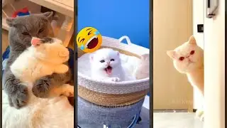 Funny Cat 😹 #cat 🐱 #magicmewtv Part 1196