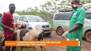 KE SHALEELO  24 11 23  BUDUDA  OVER 1000 LIVESTOCK VACCINATED IN BUDUDA