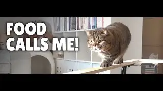 Cat Bridge Challenge! Don't Fall! | Kittibaurus