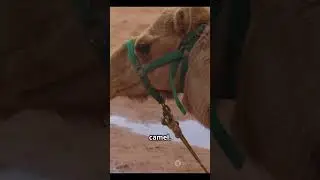 Trapped in the Moroccan Desert: Wild Camel Rescue Story