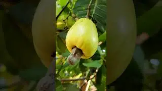 Fresh and Organic cashew fruits #villagebeauty_foodlove