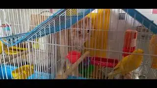 Котик и птички.  Дружба? или...🤔 Смешной #котик Мусташ