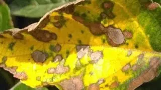 Alternaria Leaf Blotch & Necrotic Leaf Blotch: Why Apple Leaves Are Turning Brown or Yellow 