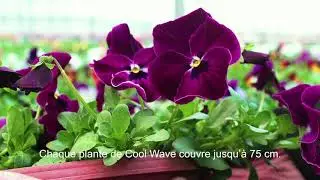 Spreading Pansy Cool Wave