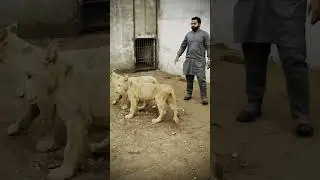 Most Rare breed in Pakistan. Guess the name ??? 😉😇
