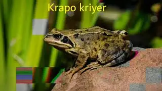 Krapo kariyer