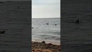 #байкал Чайки..