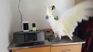 Best Parrot Dance EVER !!! 🕊 Cacatua Cockatoo Dancing What Is Love
